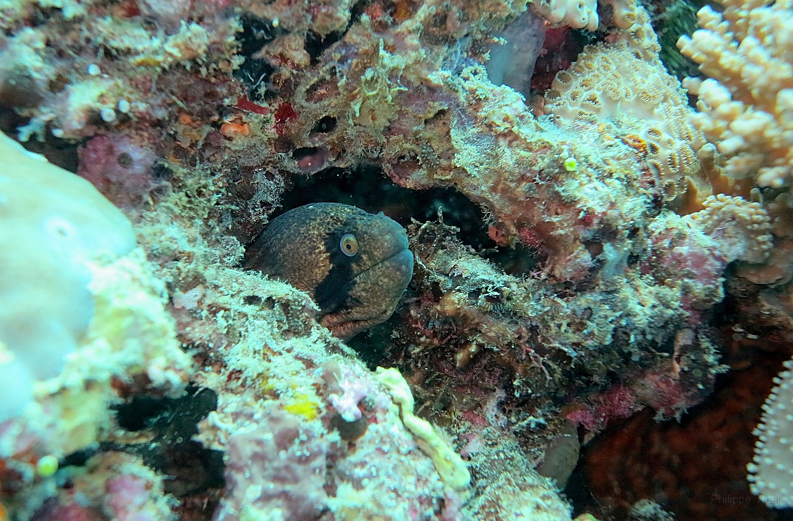 IMG_0362rfn_Maldives_Madoogali_Plongee 4_Feridhoo dhigga_Murene masquee_Gymnothorax breedeni.jpg